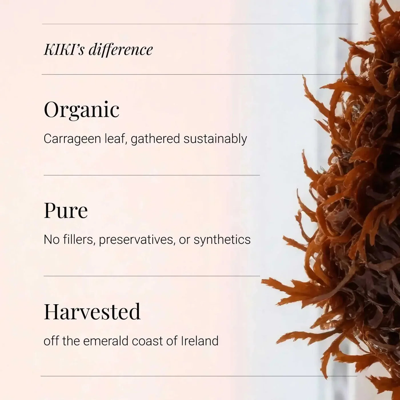 KIKI HEALTH - Sea Moss Irish, Organic - 90 Vegicaps