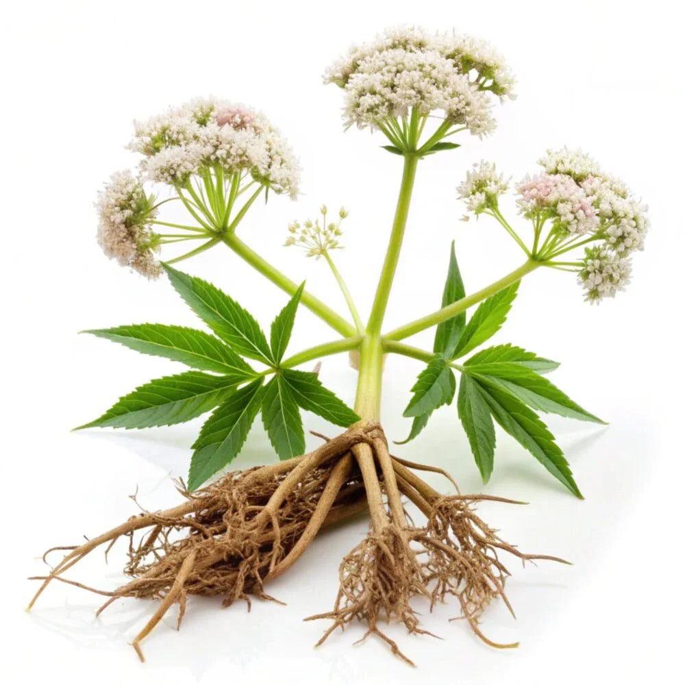 Oils & Herbs - Organic Valerian Extract Powder 10:1 – Herbal Ingredient - The Wellness Store®