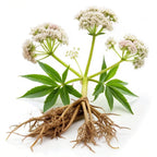 Oils & Herbs - Organic Valerian Extract Powder 10:1 – Herbal Ingredient - The Wellness Store®