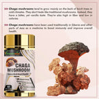 Vitaminnica Chaga Mushroom- 60 Capsules - The Wellness Store®